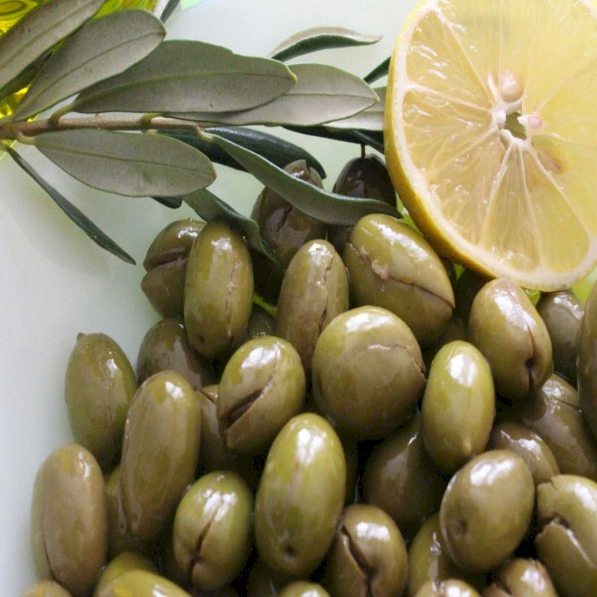 Mavi Sertifikalı Çekişte Zeytin Fidanı (Tüplü / Aşılı) 