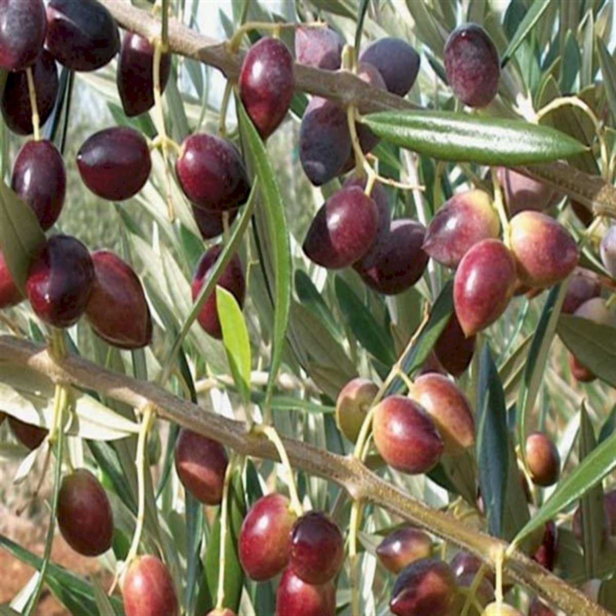 Mavi Sertifikalı Manzanilla Zeytin Fidanı (Tüplü / Aşıl