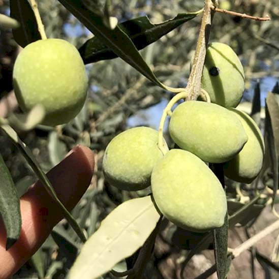 Memecik Zeytin Fidanı