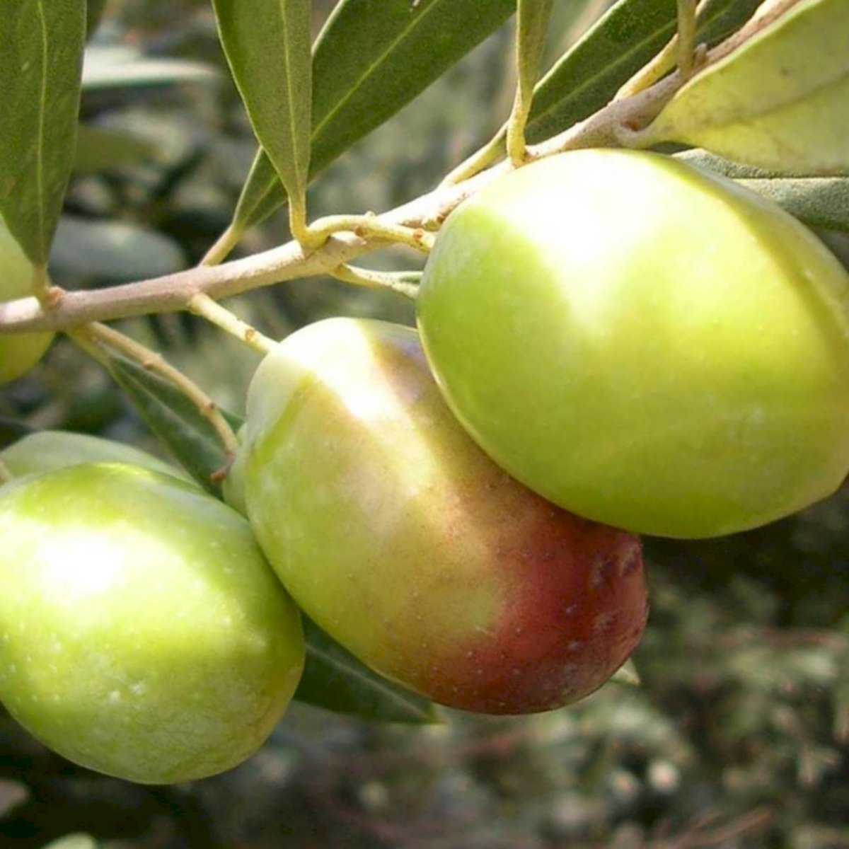 Mavi Sertifikalı Yamalak Sarısı Zeytin Fidanı (Tüplü / 